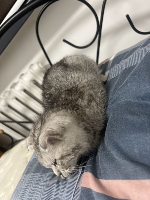 породистая