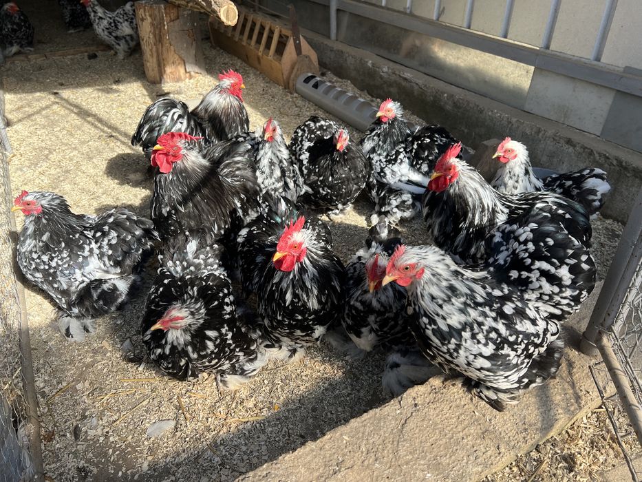 Oua de incubat colchinchina pitic