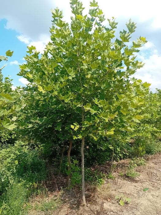 Vând platani diferite dimensiuni