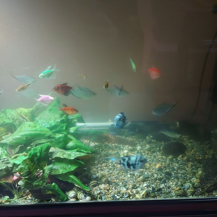 Продам аквариумм