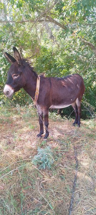 Продам ишачку возраст два года.