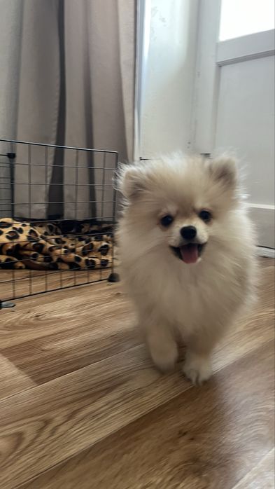 Продам щенка шпица