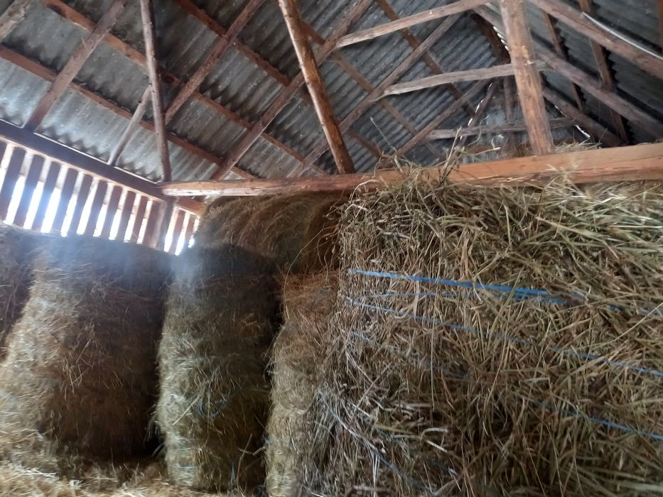 Vând baloți rotunzi de fân şi otavā