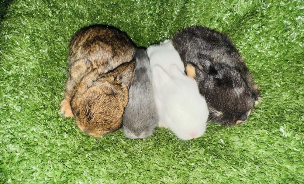 Мини, декор кролики продам