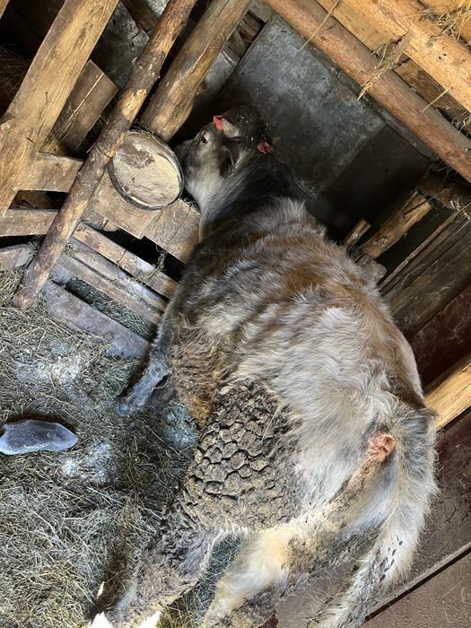 2 Viței de vanzare. 1 belgian 1 românesc