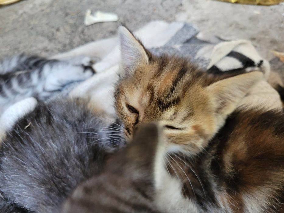 Котята от элитной кошки