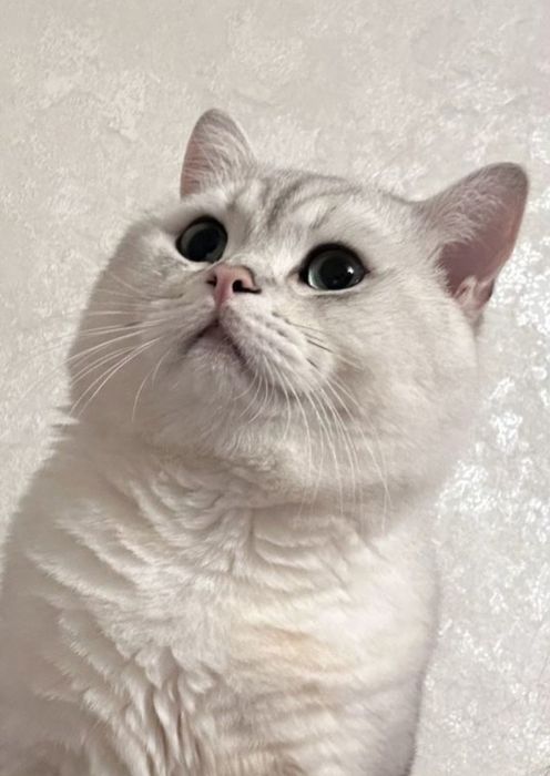 Британские котята