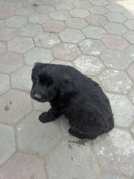 Отдам щенят даром.