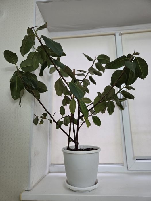 ФИКУС АЛОЕ комнатные цветы