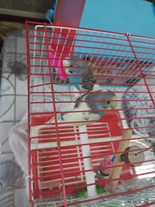 Продам волнисти попугай