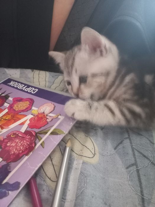 Котёнок британец