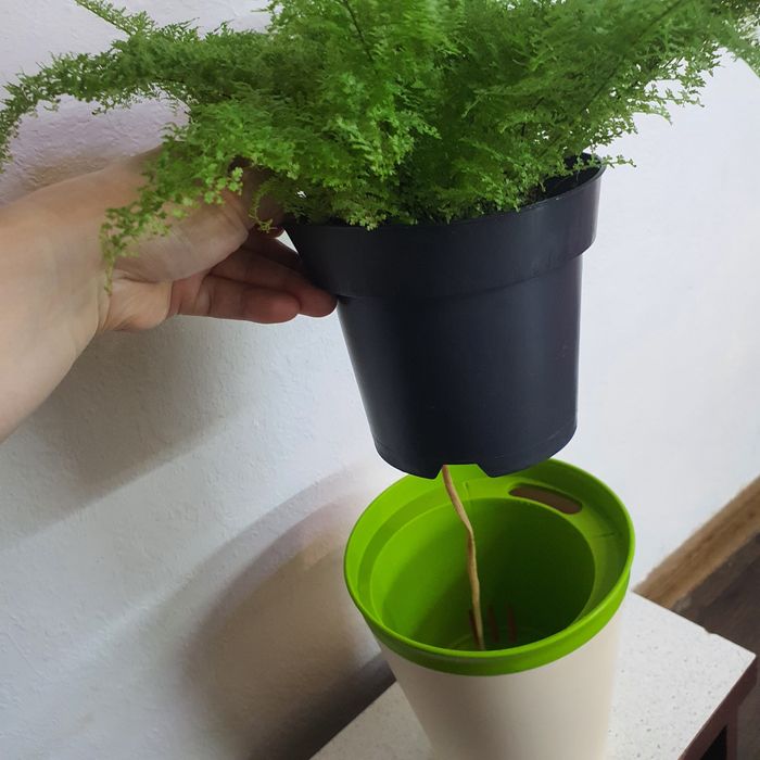 папоротник коттон кенди