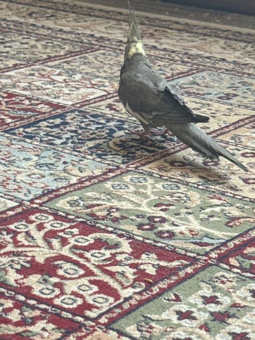 продаеться корелла ручной