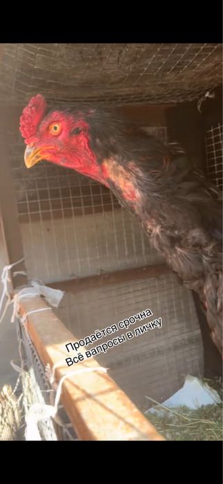 Бойтсовые дакан петушок