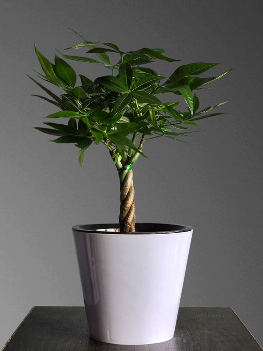 Пахира Бонсай Цветы Орхидея Орхидеи