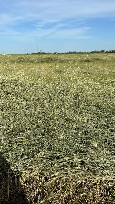 Сено круглый тюк шоп