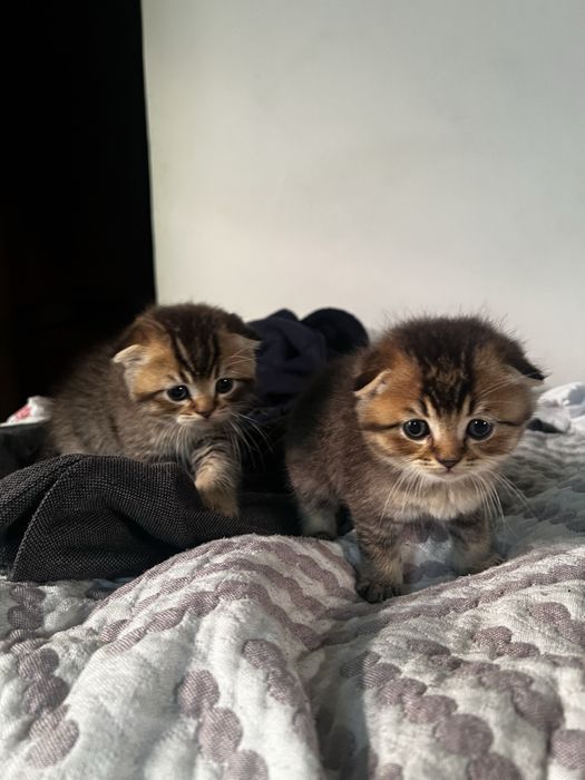 Шотладские котята