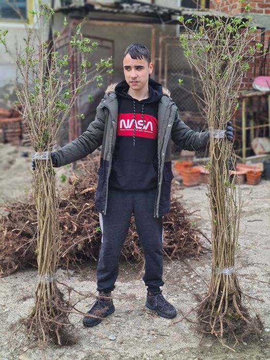 Nuci Chandler Paulownia Ciresi Alun  Mar Prun Aronia Kaki Rodiu Liliac