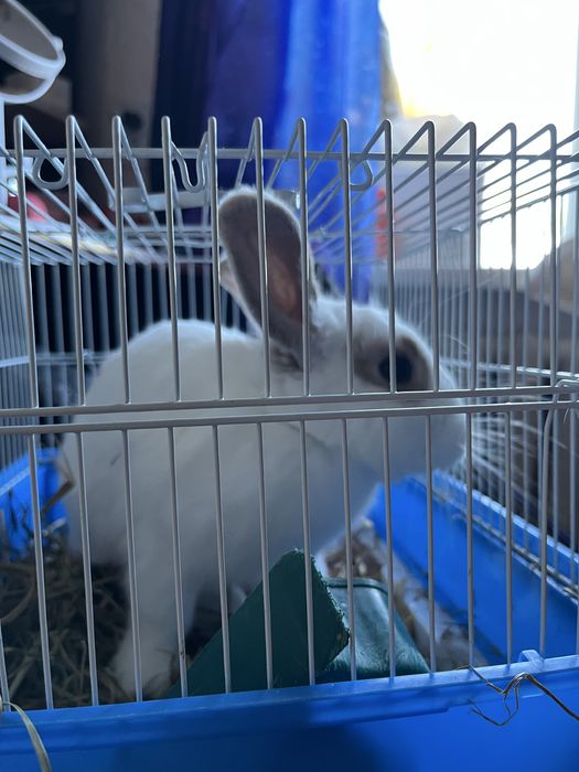 Продам декоративного кролика