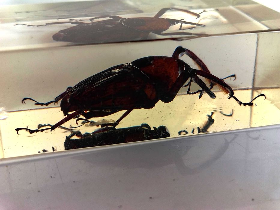 Страхотна Колекция Хербарий От Буболечки,Насекоми