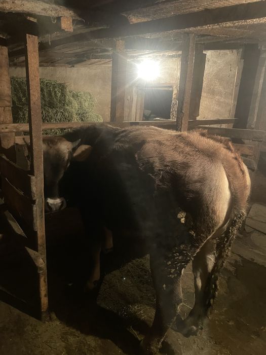 Продам Телочку год и 2 месяца