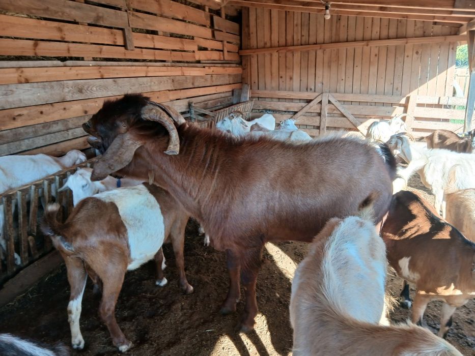 Продавам  п р ъ ч