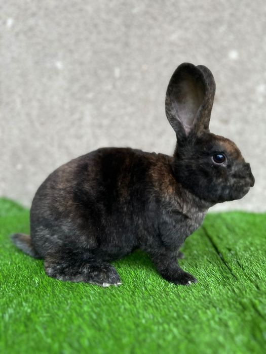 Рекс япон самец сони 2 дона