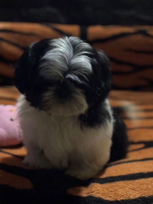 Fetita shih tzu cu pedigre