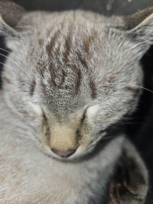 Отдам котёнка бесплатно в добрые руки