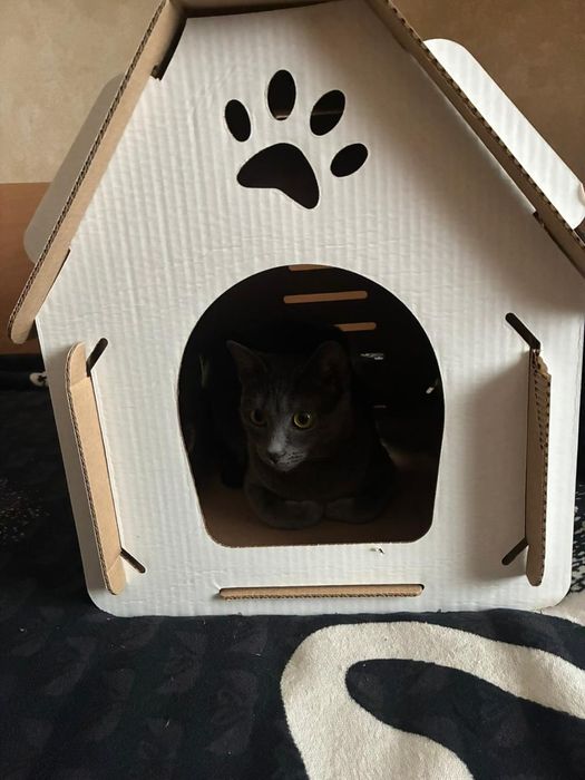 Отдадим кошечку в хорошие руки