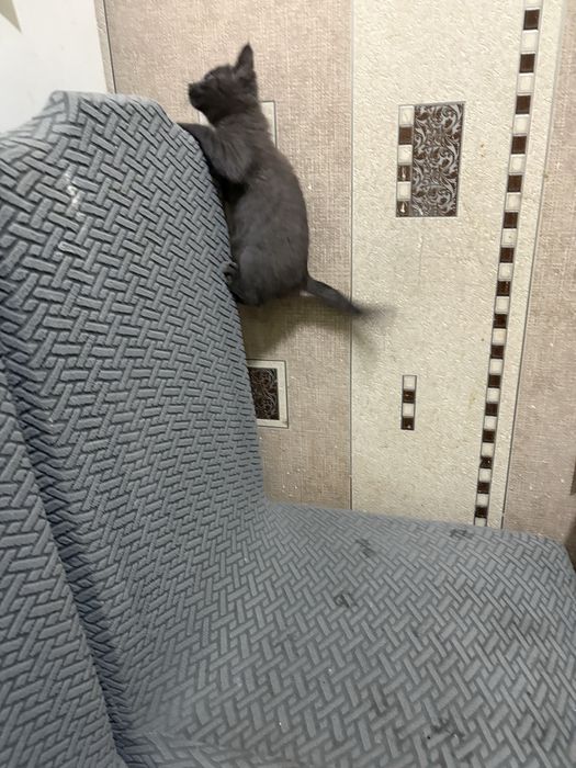 Котенок, кошечка