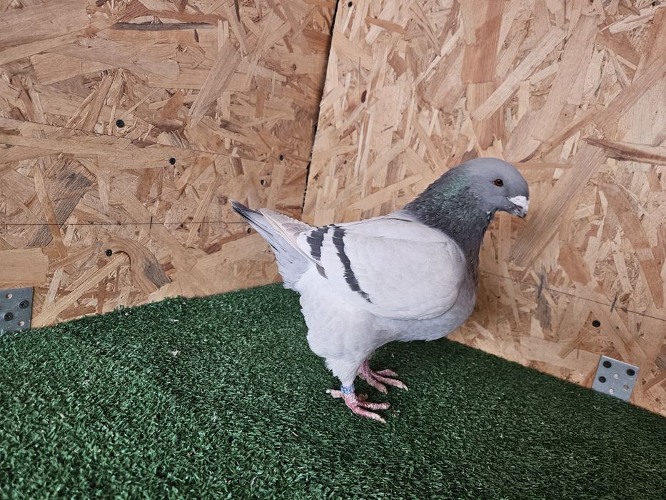 Porumbei Americani AGH