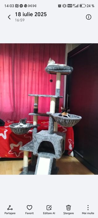 Ansamblu joaca pisici