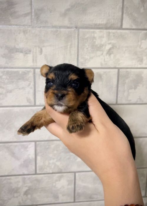 Щенки йоркширского терьера