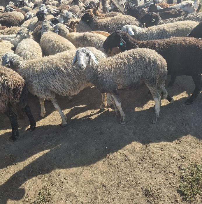 Vând 50 si ceva de oi , si 50 si ceva de capre tot la grămadă,  mai multe detalii in privat!