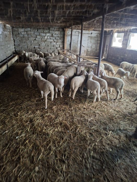 Vând miei merinos de palas