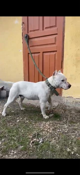 Жақсы ит адамға тиспиді