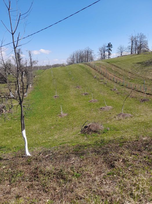 Coliba plus 2 hectare de pamant