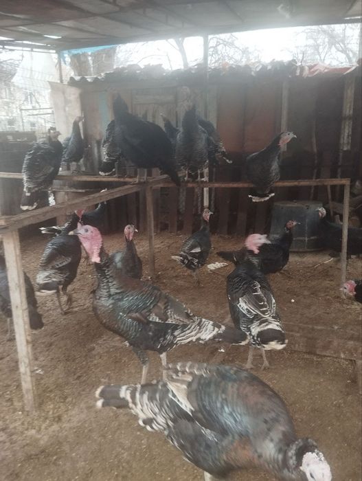 Продаются индюки