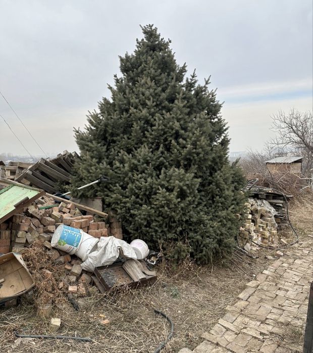 Продам живую елку.