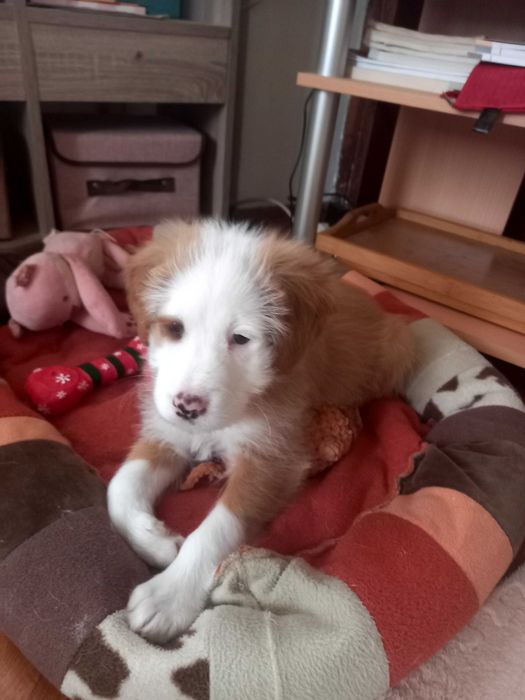 Подарявам прекрасно малко кученце