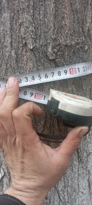 5 ta kotta ko'k  terak sotiladi