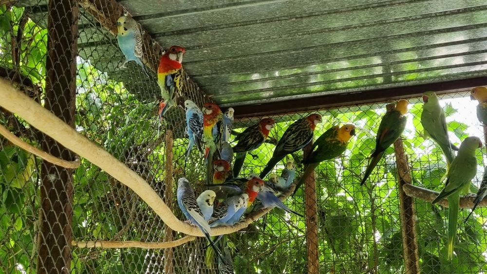 Продаются попугаи