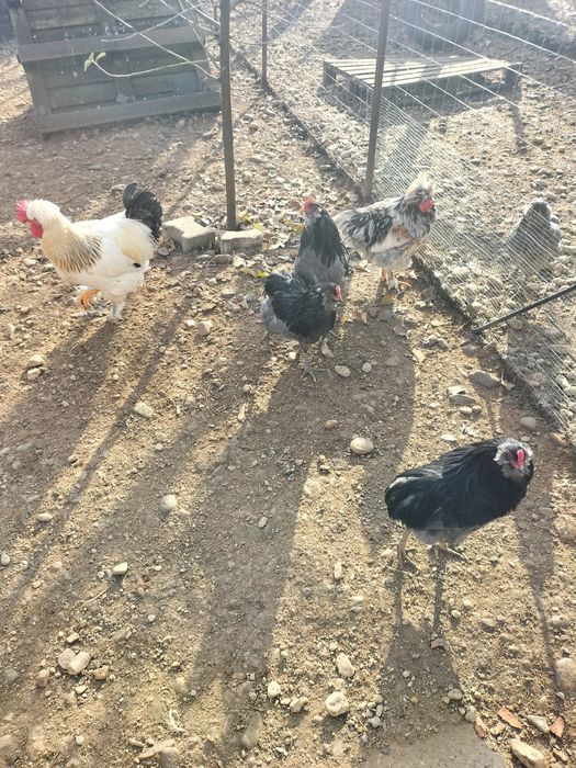 De vânzare cocoș moțat și auroncana.