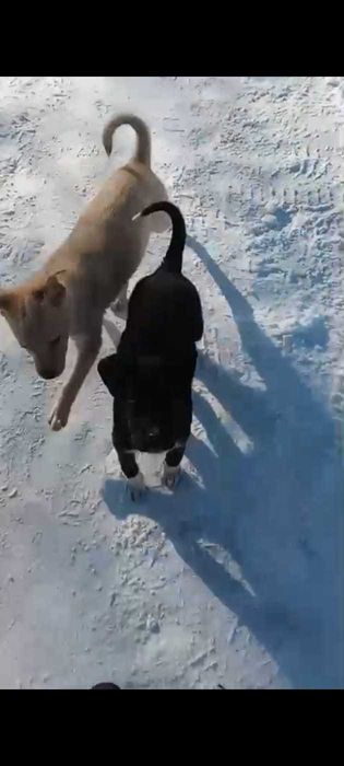 Ищем дом для малышей!