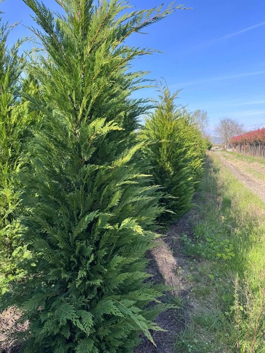 Leilandi chiparos 2,50m 3m Asigur transport plantat