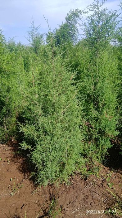 Сотилади манзил сурхондарё вилояти