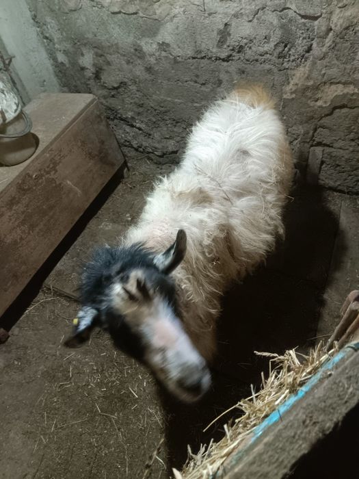 Козел 3года рабочий