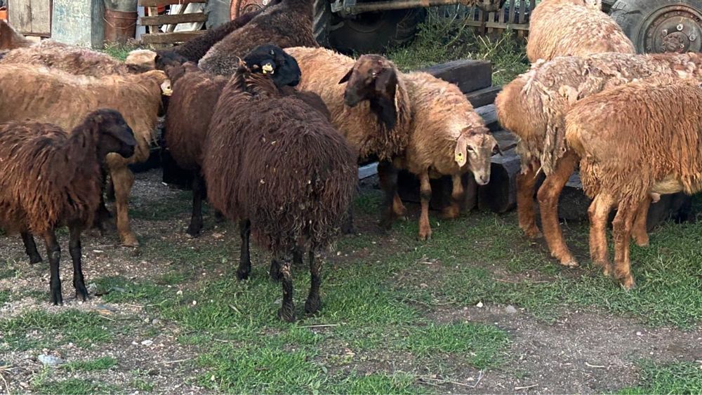 Продам бараны Едилбайской породы