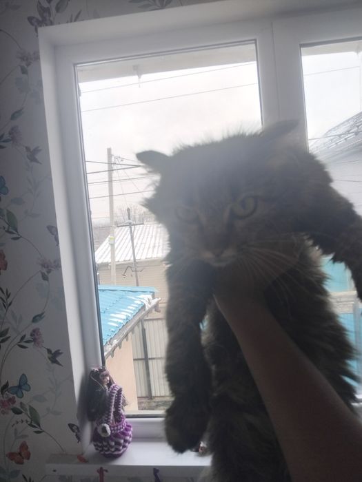 Кошечка Дуня очень ласковая